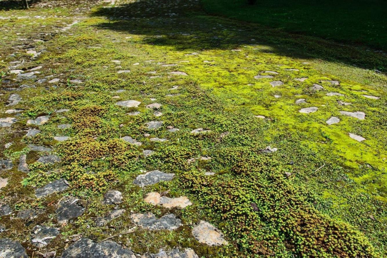 Rittergut/Gutshaus Grossgestewitz เนาม์บวร์ก ภายนอก รูปภาพ