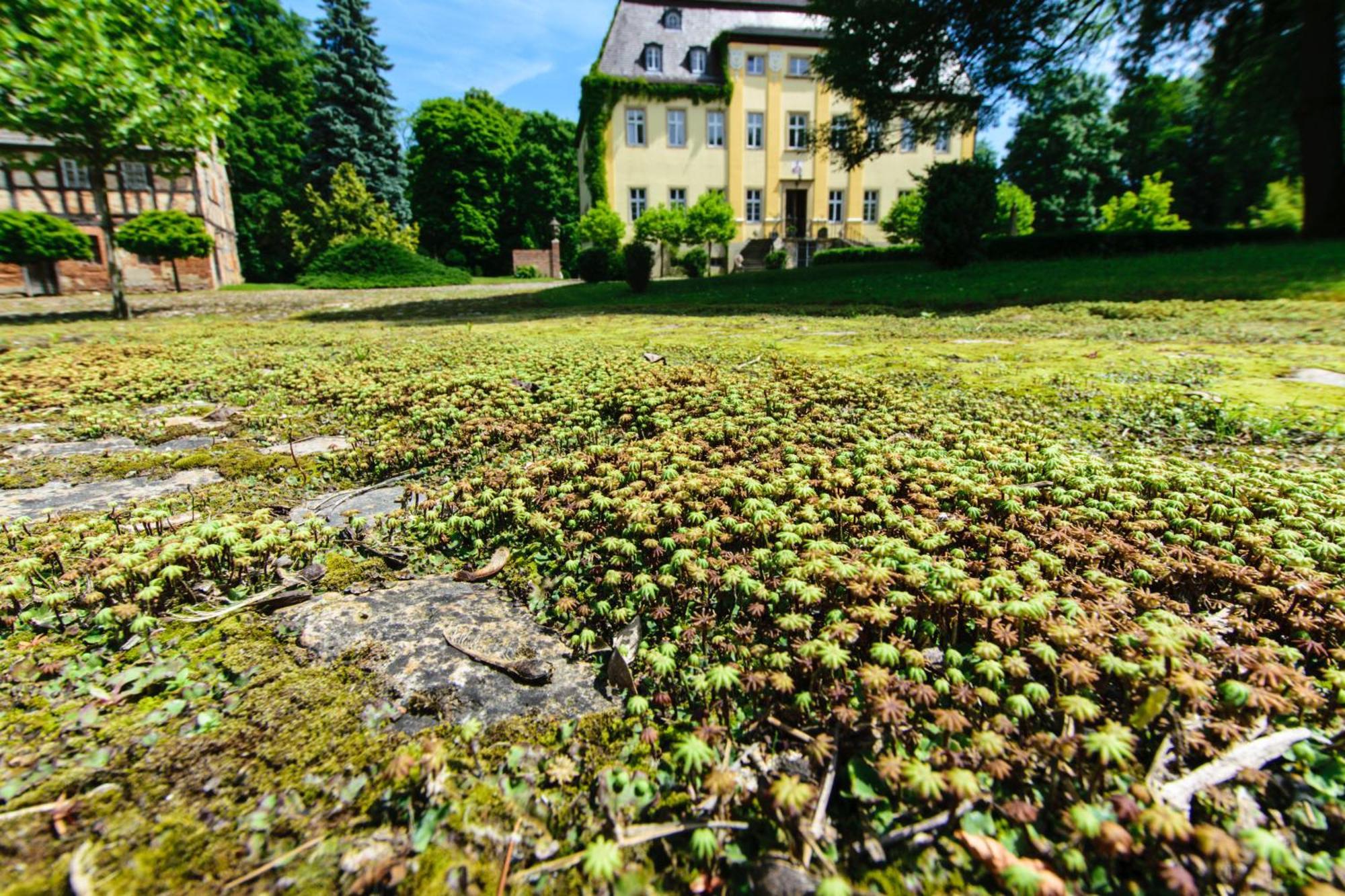 Rittergut/Gutshaus Grossgestewitz เนาม์บวร์ก ภายนอก รูปภาพ